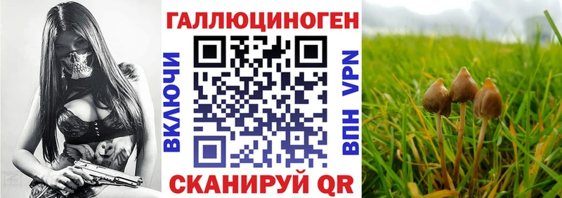 Псилоцибиновые грибы GOLDEN TEACHER  закладки  Богданович 